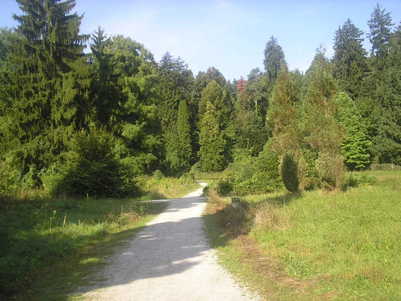 A path through the trees at Opeka Arboretum